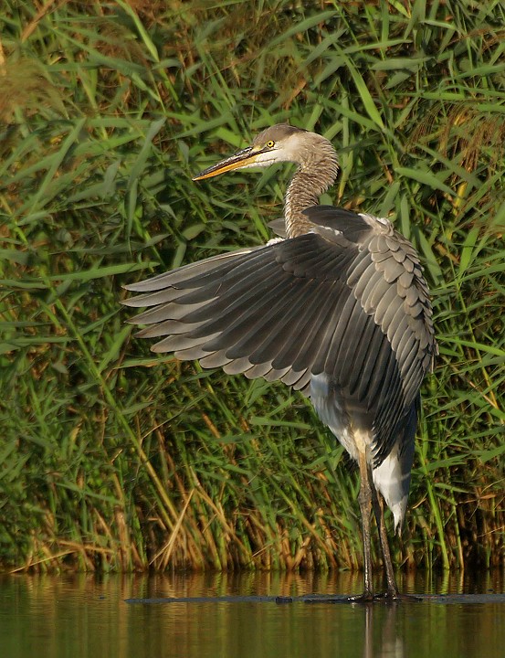 Uccelli arruffati